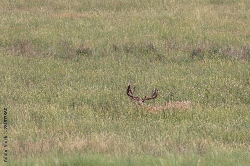 Mule Deer Buck in Velvet in Summer Mule Deer Buck in Velvet in Summer