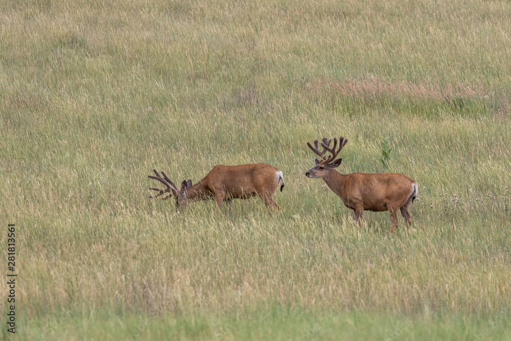Mule Deer Bucks in Velvet in Summer Mule Deer Bucks in Velvet in Summer