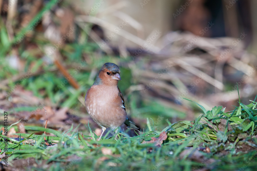 Chaffinch (fringilla coelebs) on the ground Chaffinch (fringilla coelebs) on the ground