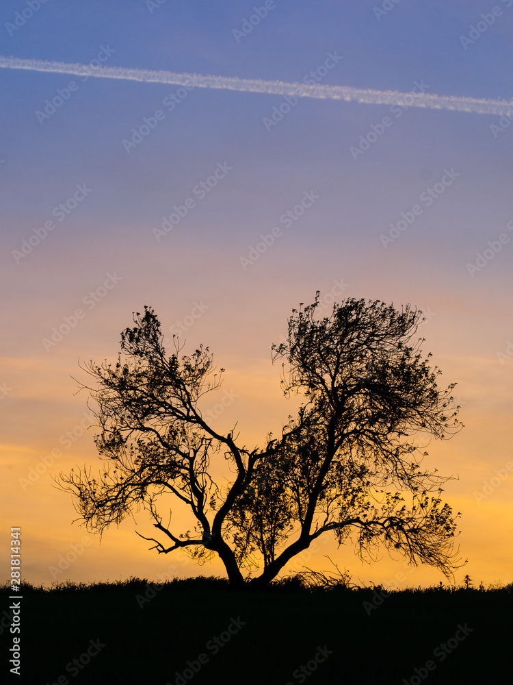 Almond tree silhouette in a sunset