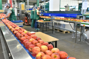 food factory: assembly line with apples and workers