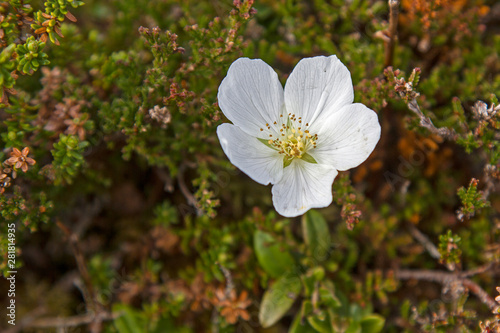 Blüte der Moltebeere photo