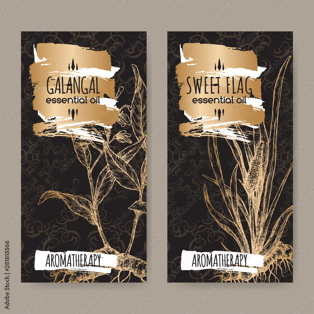 Ταπετσαρία Two labels with Acorus calamus aka sweet flag and Alpinia galanga aka greater galangal sketch on black lace background
