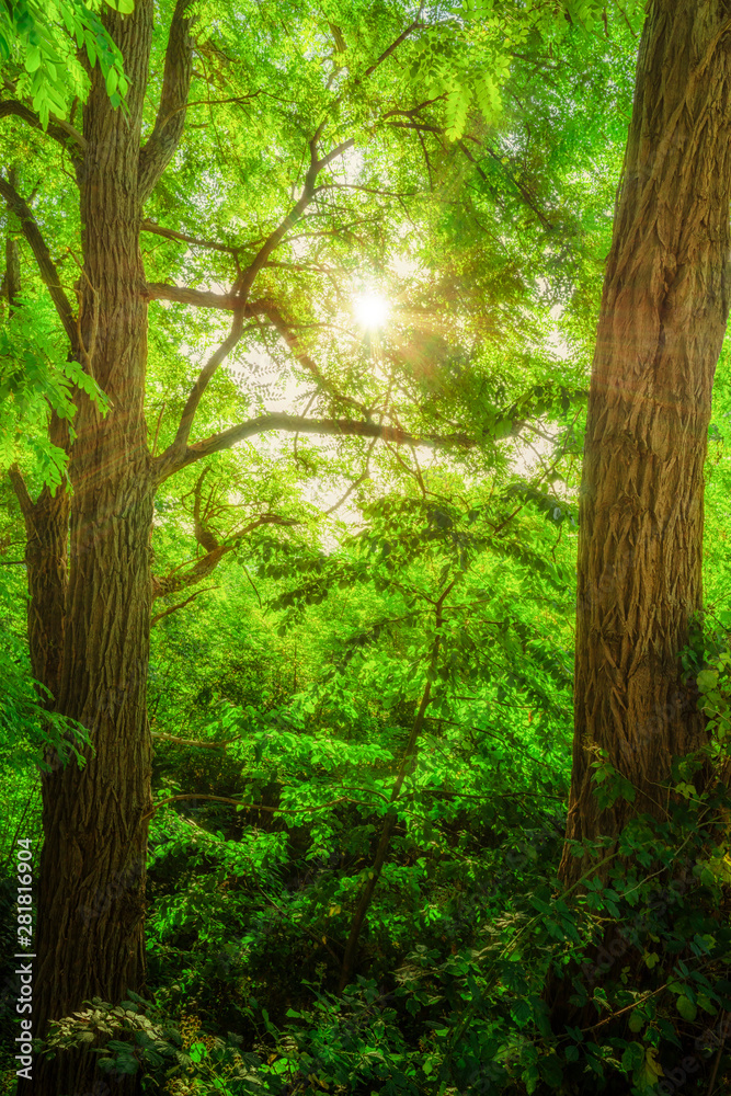 Sonne strahlt zauberhaft durch einen Wald mit Akazien