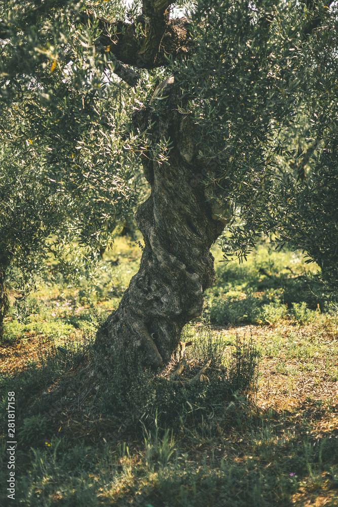Fototapeta premium Olivenbaum