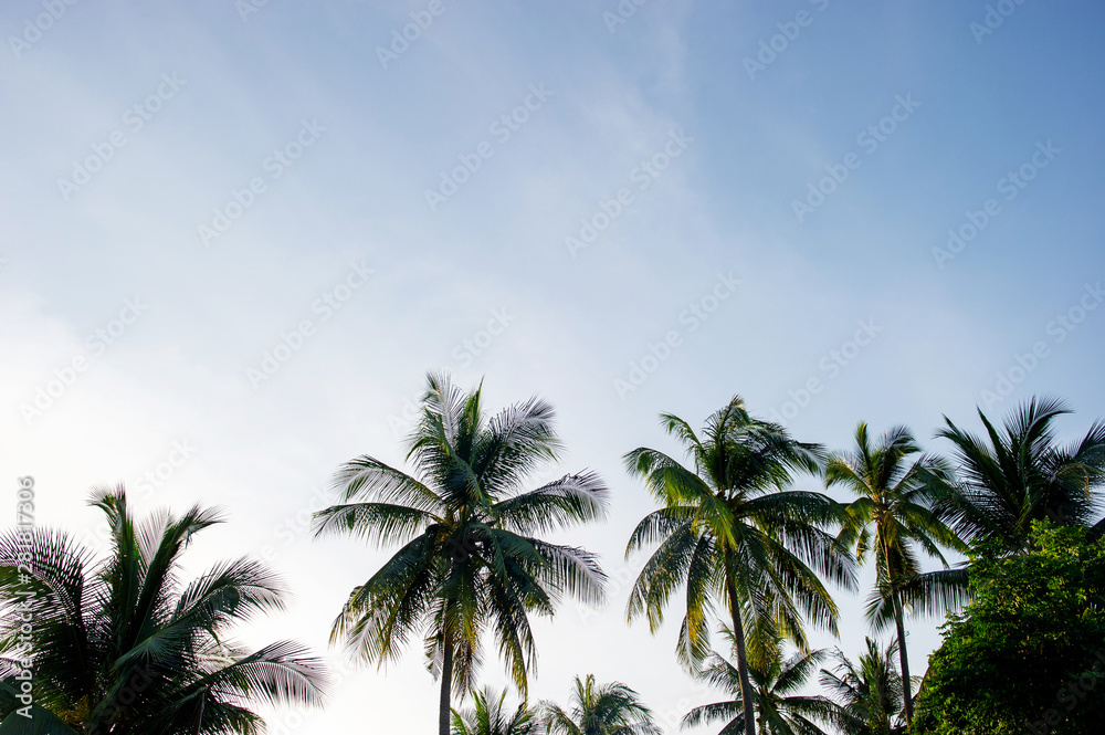 The coconut trees and the sky have beautiful clouds.