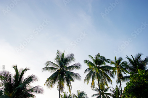 The coconut trees and the sky have beautiful clouds. © FOTO SALE