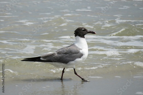 Seagull on ocean water background in Atlantic coast of North Florida