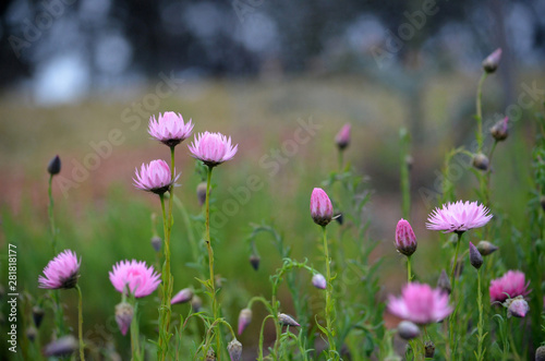 Moody flower meadow with Australian pink everlasting daisies, Xerochrysum bracteatum. Also known as strawflowers and paper daisies. © KHBlack