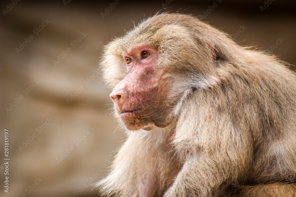 baboon baboon