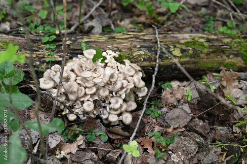 Oyster mushrooms in the forest
