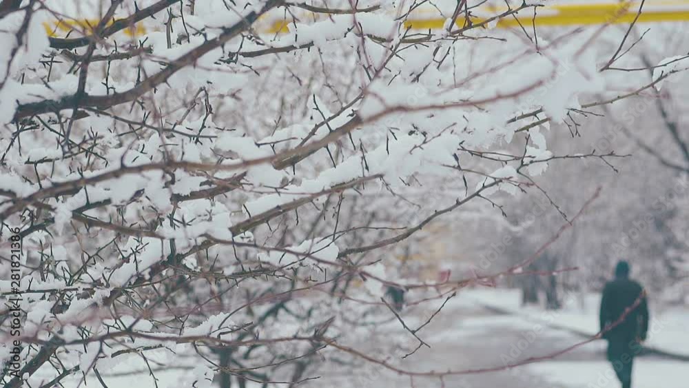 camera moves along trees with thin branches and snow layers against park with long asphalt road close view slow motion camera moves along trees with thin branches and snow layers against park with long asphalt road close view slow motion