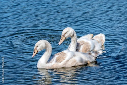  Child swans