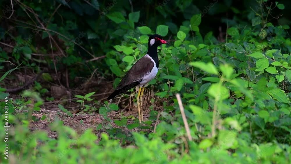 The Red-wattled Lapwing is one of the most common birds of Thailand; when it is approached, it make a loud high pitch alarm call to keep the intruder from approaching. The Red-wattled Lapwing is one of the most common birds of Thailand; when it is approached, it make a loud high pitch alarm call to keep the intruder from approaching.