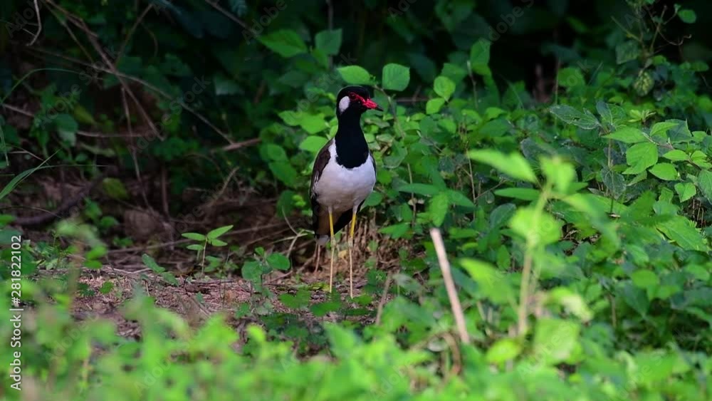 The Red-wattled Lapwing is one of the most common birds of Thailand; when it is approached, it make a loud high pitch alarm call to keep the intruder from approaching. The Red-wattled Lapwing is one of the most common birds of Thailand; when it is approached, it make a loud high pitch alarm call to keep the intruder from approaching.