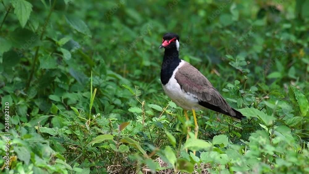 The Red-wattled Lapwing is one of the most common birds of Thailand; when it is approached, it make a loud high pitch alarm call to keep the intruder from approaching. The Red-wattled Lapwing is one of the most common birds of Thailand; when it is approached, it make a loud high pitch alarm call to keep the intruder from approaching.