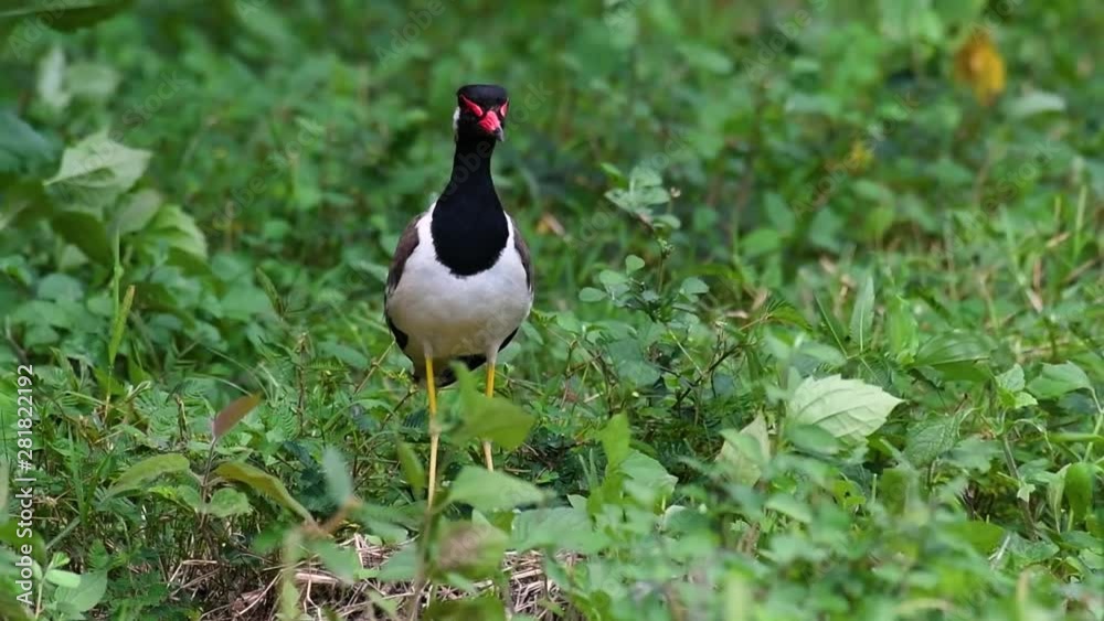 The Red-wattled Lapwing is one of the most common birds of Thailand; when it is approached, it make a loud high pitch alarm call to keep the intruder from approaching. The Red-wattled Lapwing is one of the most common birds of Thailand; when it is approached, it make a loud high pitch alarm call to keep the intruder from approaching.