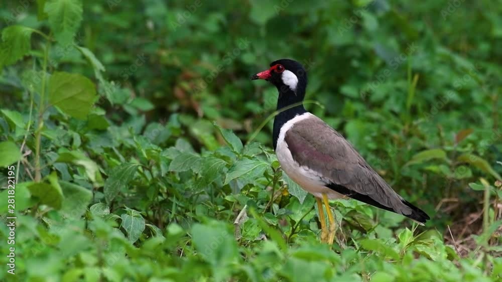 The Red-wattled Lapwing is one of the most common birds of Thailand; when it is approached, it make a loud high pitch alarm call to keep the intruder from approaching. The Red-wattled Lapwing is one of the most common birds of Thailand; when it is approached, it make a loud high pitch alarm call to keep the intruder from approaching.