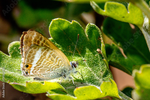 Beautiful butterfly landing on green leave