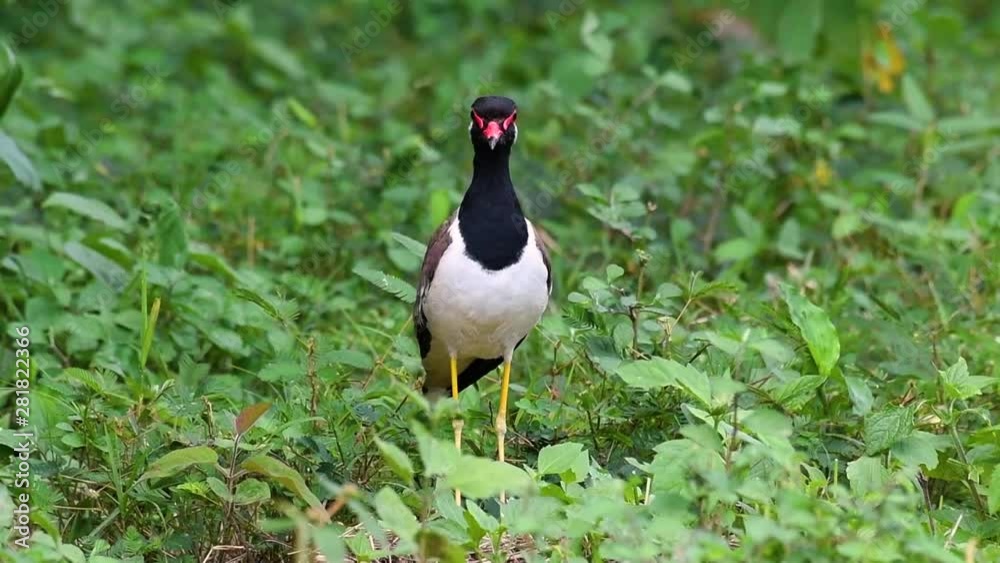 The Red-wattled Lapwing is one of the most common birds of Thailand; when it is approached, it make a loud high pitch alarm call to keep the intruder from approaching. The Red-wattled Lapwing is one of the most common birds of Thailand; when it is approached, it make a loud high pitch alarm call to keep the intruder from approaching.