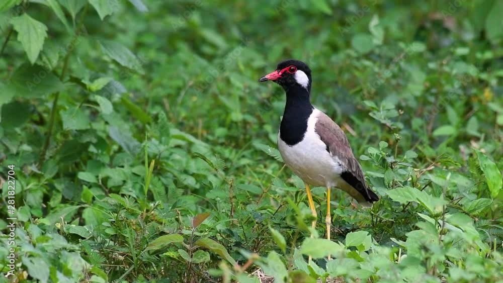 The Red-wattled Lapwing is one of the most common birds of Thailand; when it is approached, it make a loud high pitch alarm call to keep the intruder from approaching. The Red-wattled Lapwing is one of the most common birds of Thailand; when it is approached, it make a loud high pitch alarm call to keep the intruder from approaching.