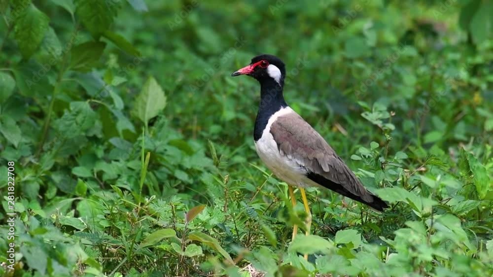 The Red-wattled Lapwing is one of the most common birds of Thailand; when it is approached, it make a loud high pitch alarm call to keep the intruder from approaching. The Red-wattled Lapwing is one of the most common birds of Thailand; when it is approached, it make a loud high pitch alarm call to keep the intruder from approaching.