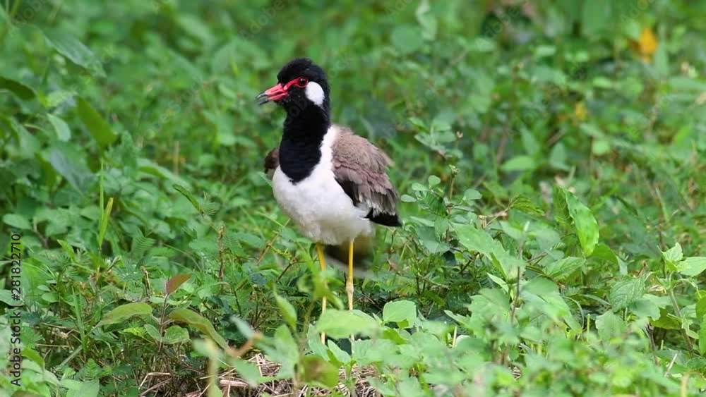 The Red-wattled Lapwing is one of the most common birds of Thailand; when it is approached, it make a loud high pitch alarm call to keep the intruder from approaching. The Red-wattled Lapwing is one of the most common birds of Thailand; when it is approached, it make a loud high pitch alarm call to keep the intruder from approaching.