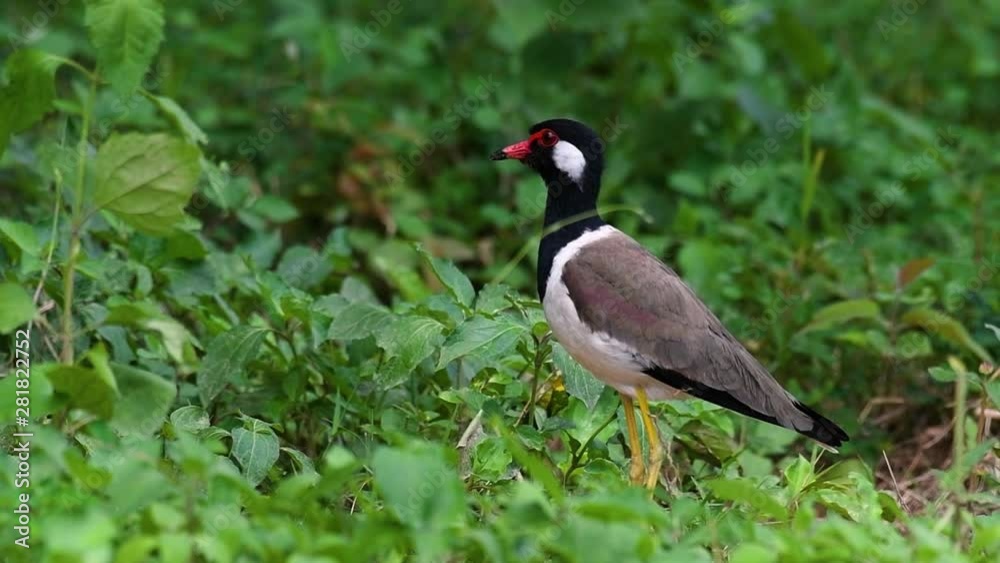 The Red-wattled Lapwing is one of the most common birds of Thailand; when it is approached, it make a loud high pitch alarm call to keep the intruder from approaching. The Red-wattled Lapwing is one of the most common birds of Thailand; when it is approached, it make a loud high pitch alarm call to keep the intruder from approaching.