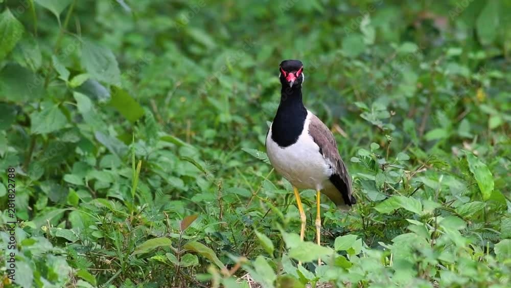 The Red-wattled Lapwing is one of the most common birds of Thailand; when it is approached, it make a loud high pitch alarm call to keep the intruder from approaching. The Red-wattled Lapwing is one of the most common birds of Thailand; when it is approached, it make a loud high pitch alarm call to keep the intruder from approaching.