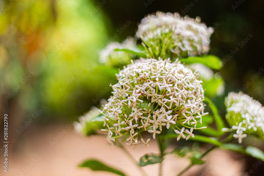 White spike flower on sun light White spike flower on sun light