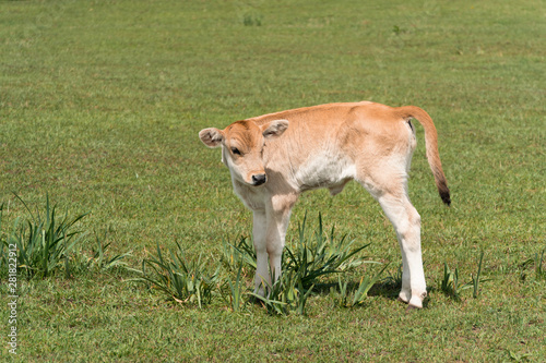 cow on meadow,close-up of a lonely calf