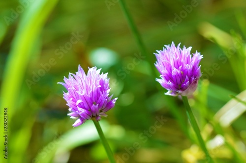 Purple Chive flowers on a green background.