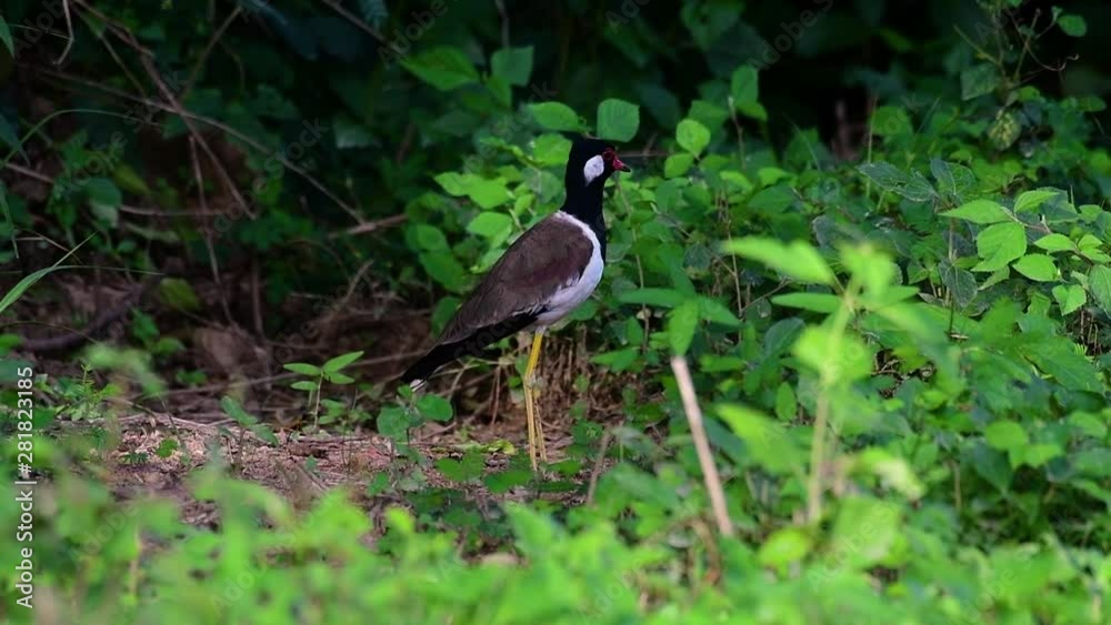 The Red-wattled Lapwing is one of the most common birds of Thailand; when it is approached, it make a loud high pitch alarm call to keep the intruder from approaching. The Red-wattled Lapwing is one of the most common birds of Thailand; when it is approached, it make a loud high pitch alarm call to keep the intruder from approaching.