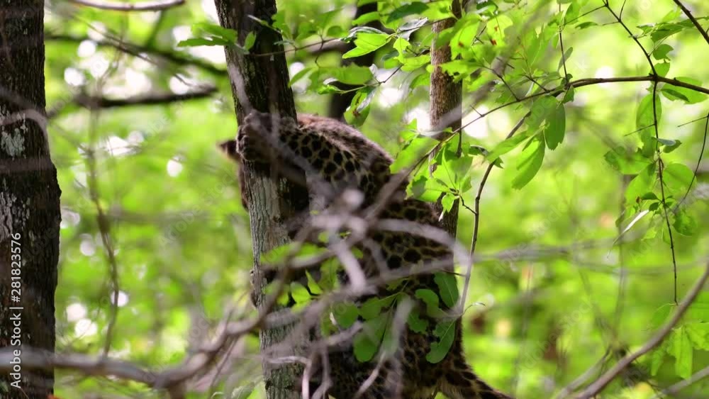 The Indochinese Leopard is a Vulnerable species and one of the big cats of Thailand; it is in the brink of extinction due to habitat loss, indiscriminate hunting and poaching, lack of food to feed on. The Indochinese Leopard is a Vulnerable species and one of the big cats of Thailand; it is in the brink of extinction due to habitat loss, indiscriminate hunting and poaching, lack of food to feed on.