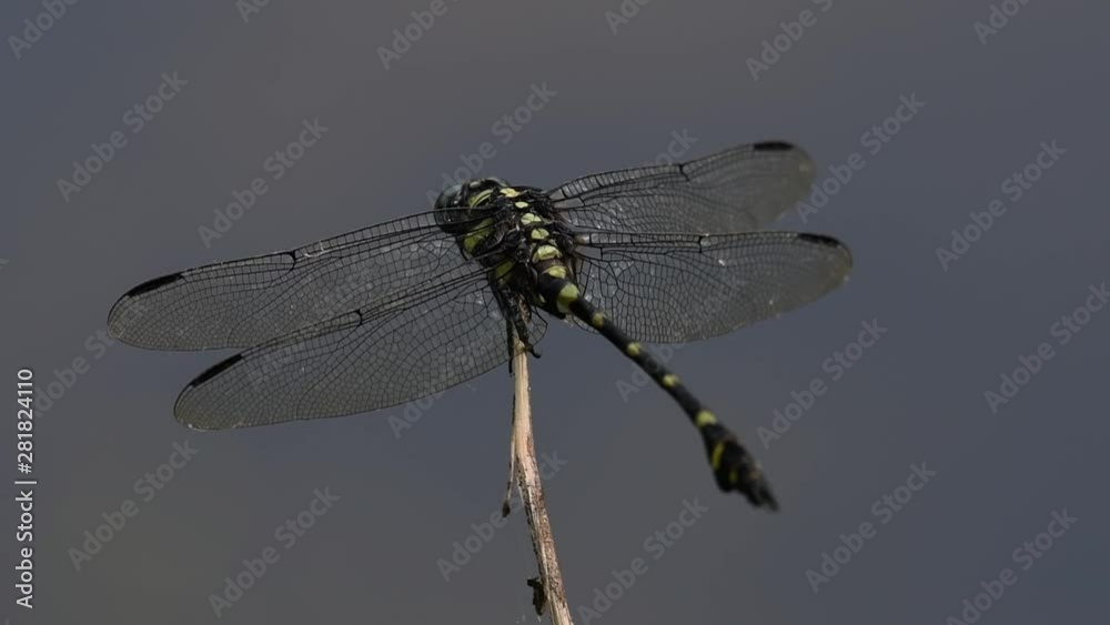 The Common Flangetail dragonfly is commonly seen in Thailand and Asia; the size can be medium and large with yellow and black as pattern. Its wings are clear accented with black lined veins. The Common Flangetail dragonfly is commonly seen in Thailand and Asia; the size can be medium and large with yellow and black as pattern. Its wings are clear accented with black lined veins.
