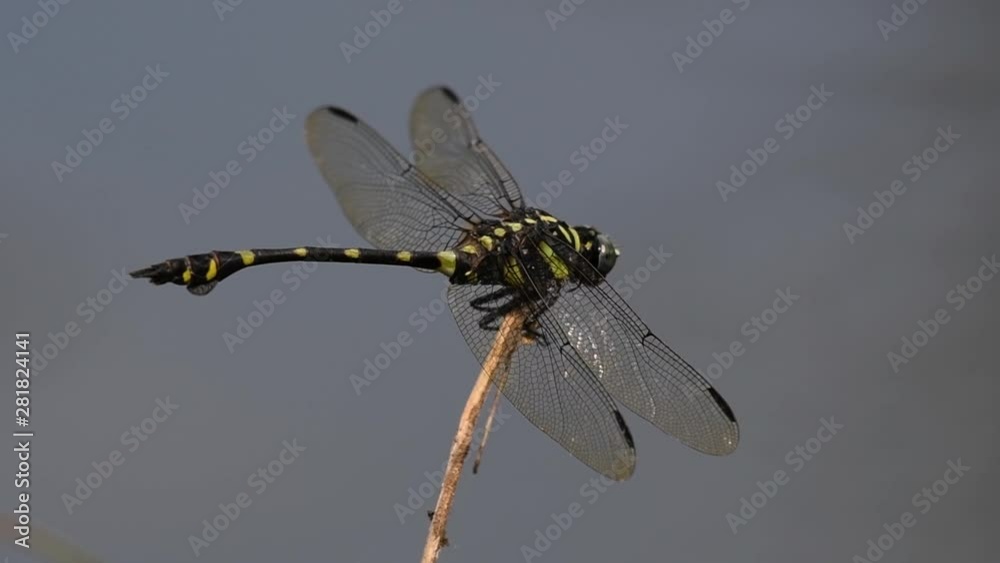 The Common Flangetail dragonfly is commonly seen in Thailand and Asia; the size can be medium and large with yellow and black as pattern. Its wings are clear accented with black lined veins. The Common Flangetail dragonfly is commonly seen in Thailand and Asia; the size can be medium and large with yellow and black as pattern. Its wings are clear accented with black lined veins.