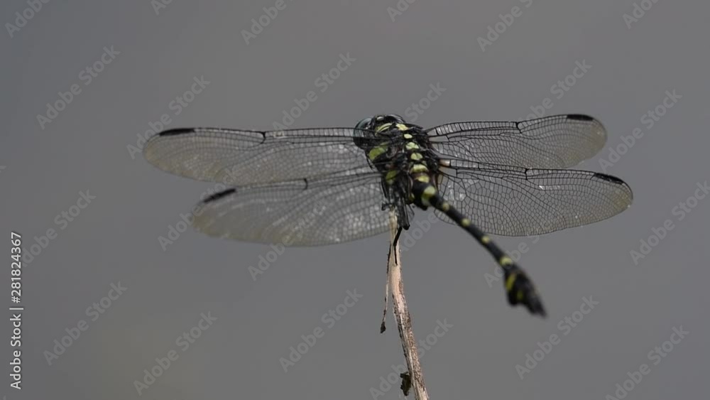 The Common Flangetail dragonfly is commonly seen in Thailand and Asia; the size can be medium and large with yellow and black as pattern. Its wings are clear accented with black lined veins. The Common Flangetail dragonfly is commonly seen in Thailand and Asia; the size can be medium and large with yellow and black as pattern. Its wings are clear accented with black lined veins.