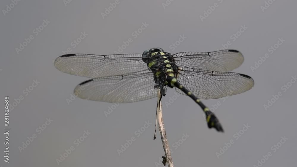 The Common Flangetail dragonfly is commonly seen in Thailand and Asia; the size can be medium and large with yellow and black as pattern. Its wings are clear accented with black lined veins. The Common Flangetail dragonfly is commonly seen in Thailand and Asia; the size can be medium and large with yellow and black as pattern. Its wings are clear accented with black lined veins.