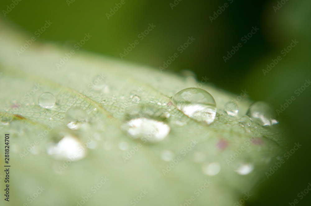 water drops on green leaf