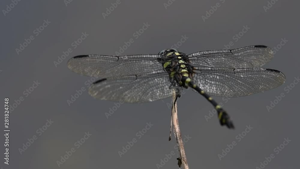 The Common Flangetail dragonfly is commonly seen in Thailand and Asia; the size can be medium and large with yellow and black as pattern. Its wings are clear accented with black lined veins. The Common Flangetail dragonfly is commonly seen in Thailand and Asia; the size can be medium and large with yellow and black as pattern. Its wings are clear accented with black lined veins.