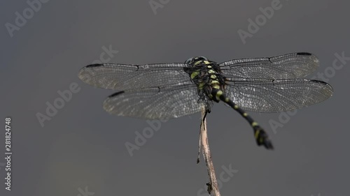 The Common Flangetail dragonfly is commonly seen in Thailand and Asia; the size can be medium and large with yellow and black as pattern. Its wings are clear accented with black lined veins. photo