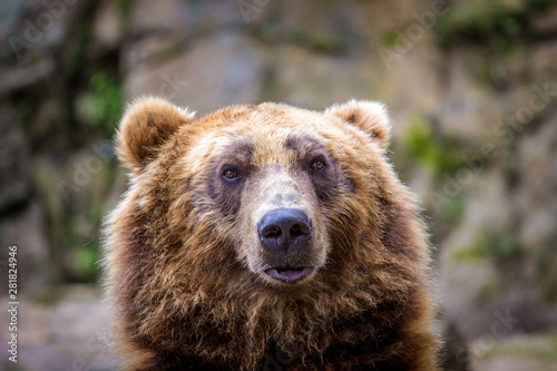 brown bear