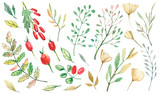 Watercolor set autumn forest elements, leaves, berrys. Greenery floral. Botanical illustration.