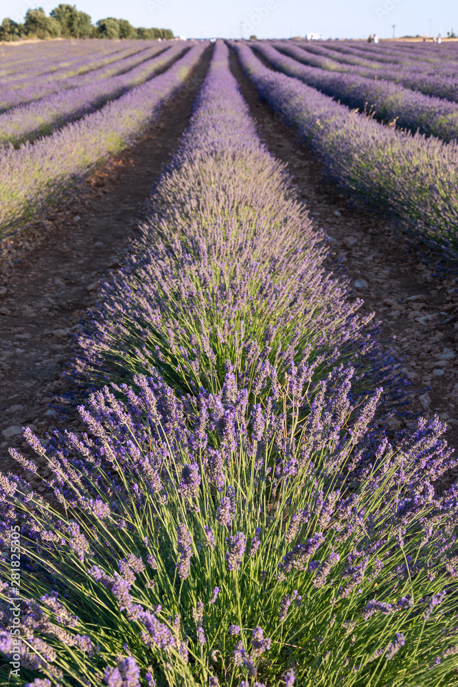Close-up of landscape of lavender crops in Brihuega, Spain, Europe Close-up of landscape of lavender crops in Brihuega, Spain, Europe