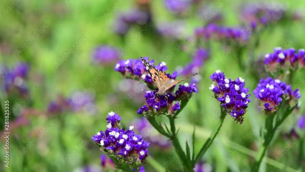 Vanessa cardui butterfly color summer flowers nature macro photography Vanessa cardui butterfly color summer flowers nature macro photography