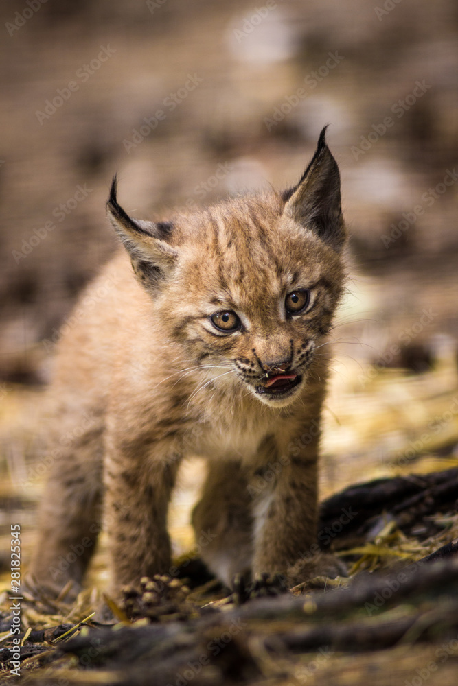 lynx