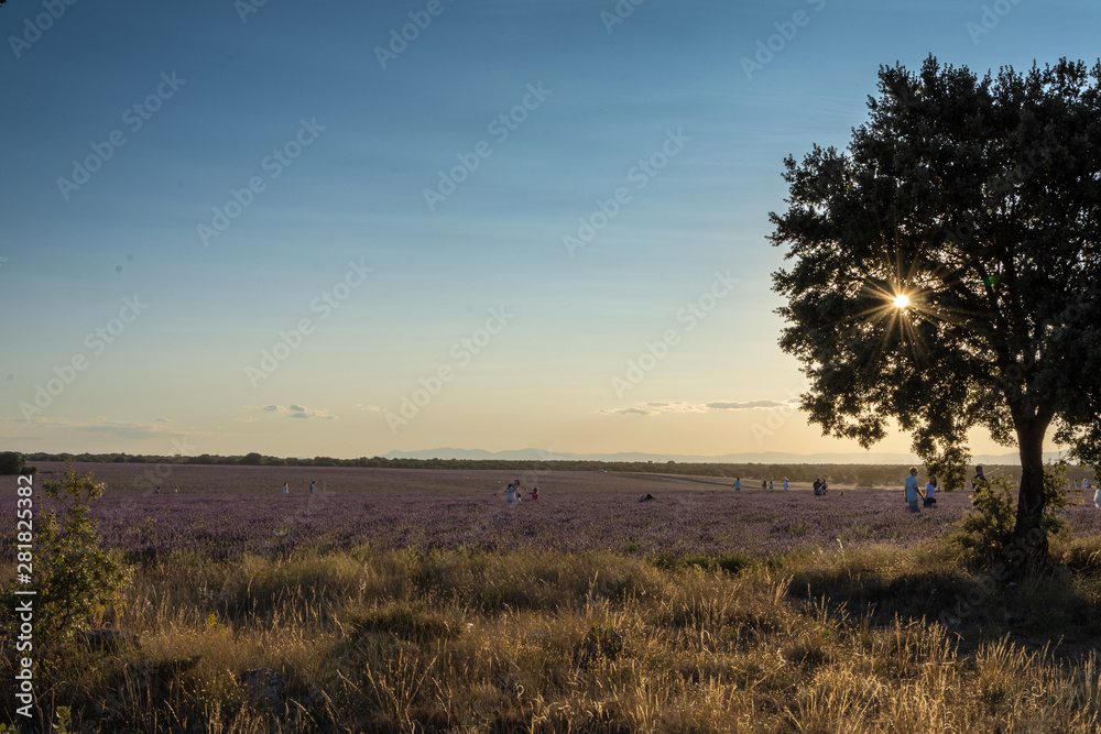 Tree close-up in a landscape of lavender plantations at sunset in Brihuega, Spain, Europe