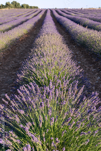 Close-up of landscape of lavender crops in Brihuega  Spain  Europe