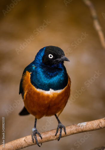 blue bird on a branch © jurra8