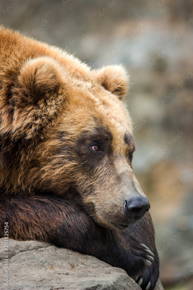 Fototapeta premium portrait of a bear